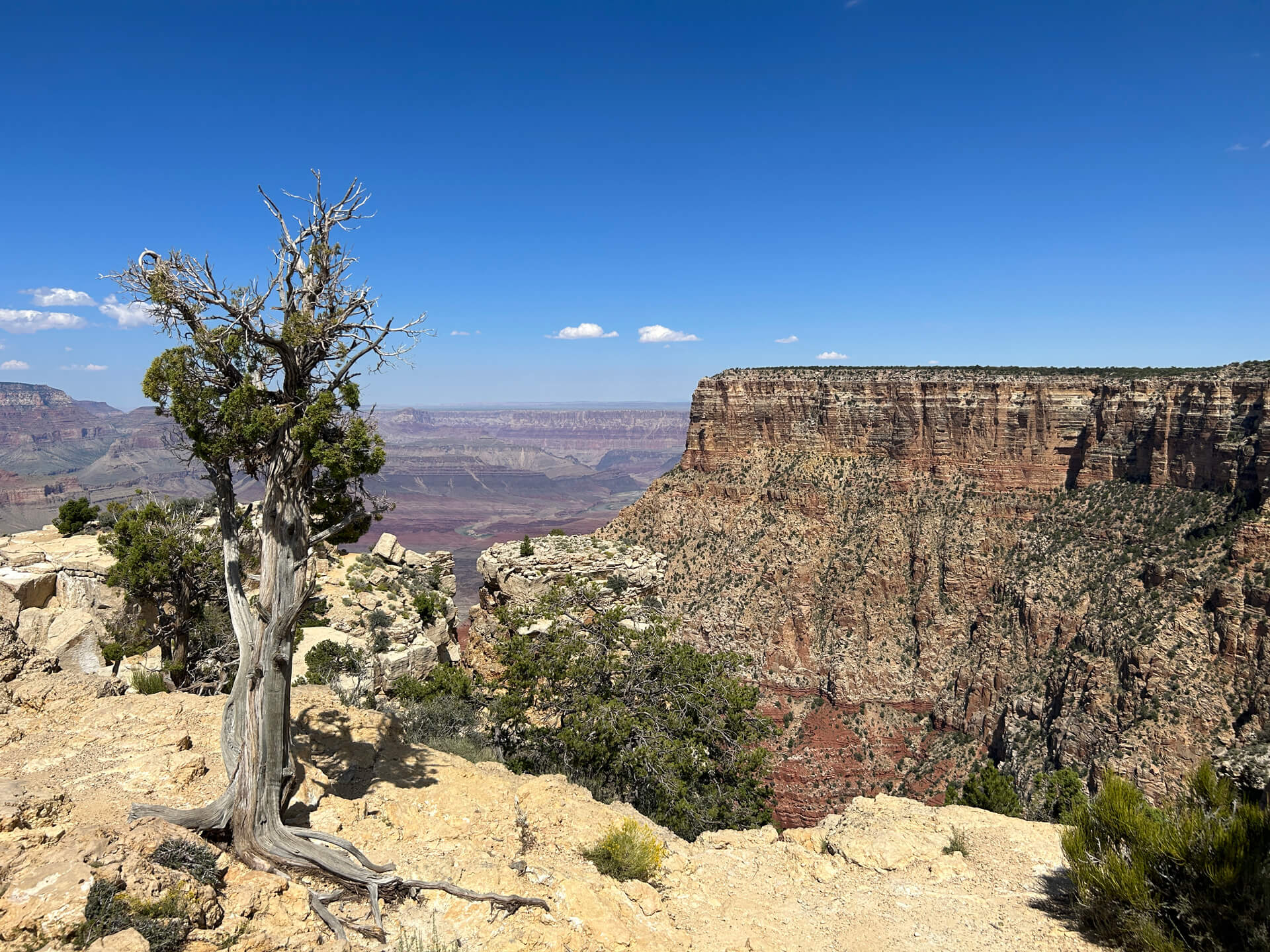 Un arbre à bord de falaise du Grand Canyon aux États-Unis