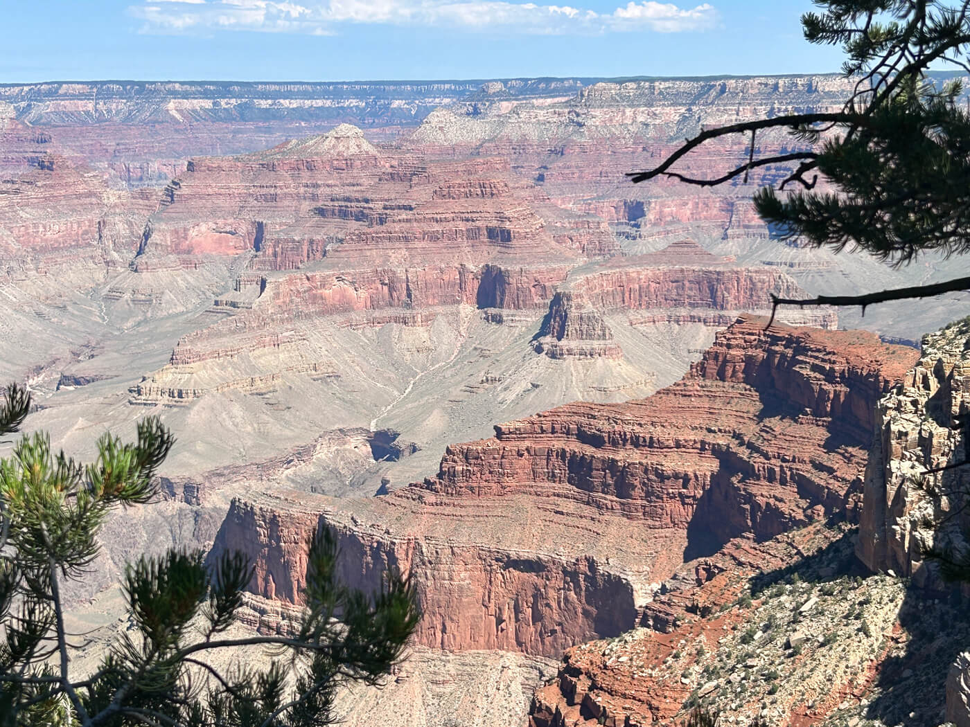 Des arbres au bord d'une falaise du Grand Canyon
