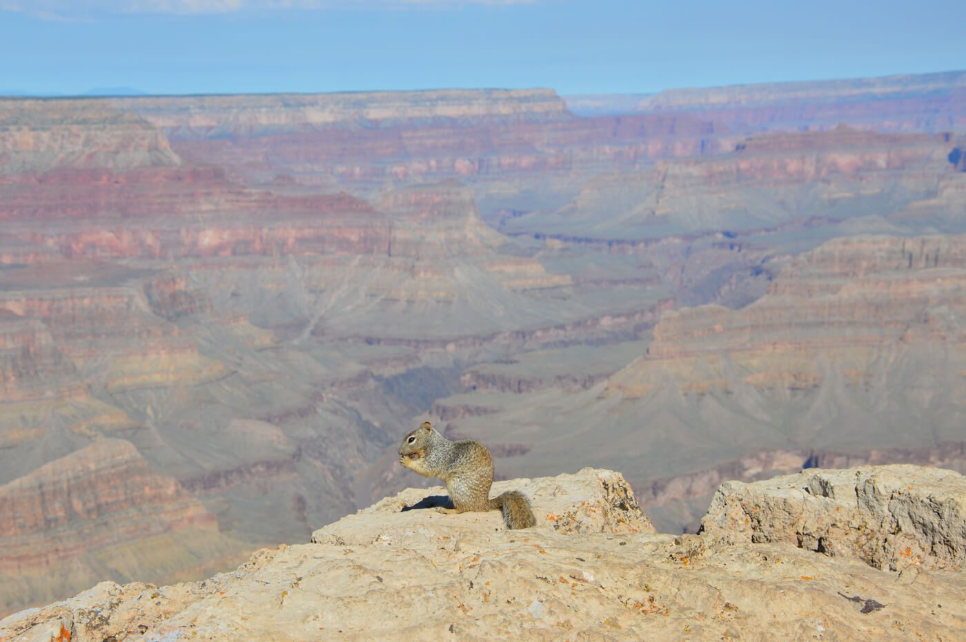 Un écureuil au bord d'une falaise du Grand Canyon