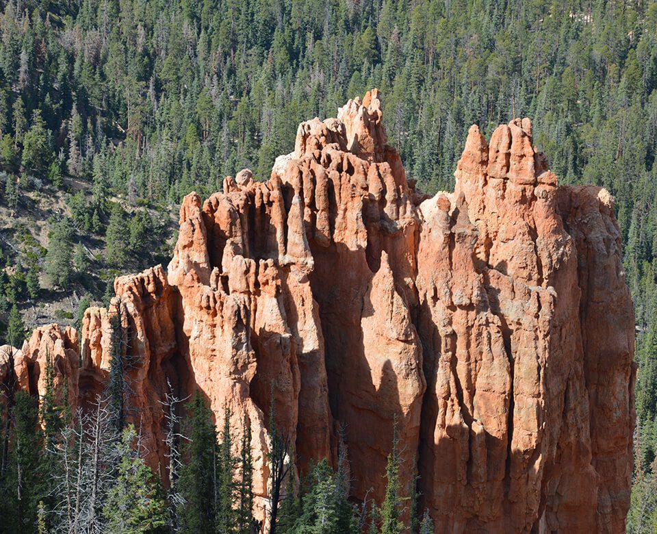 Visiter Bryce Canyon et ses immensités avec des pins et les fameux hoodoos