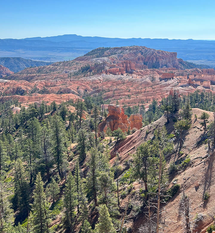 Visiter Bryce Canyon entre les pins