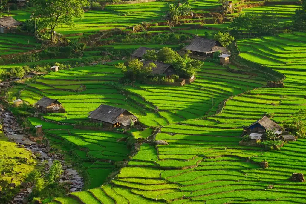 De petites maisons en bois nichées au milieu des rizières en terrasses d'un vert éclatant à Sapa, avec un ruisseau qui traverse la vallée.